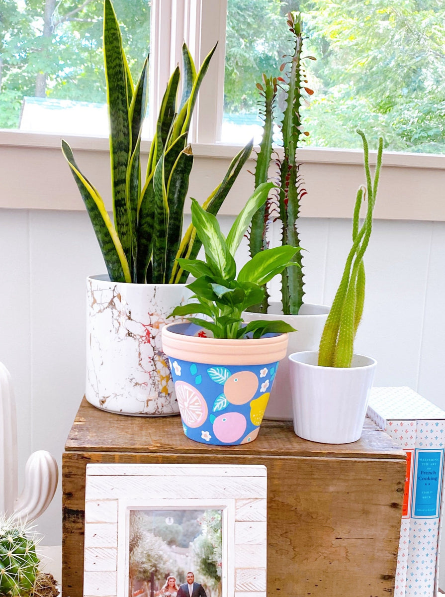 Citrus Fruits Planter | The Blank Canvas Company | Indoor Plant